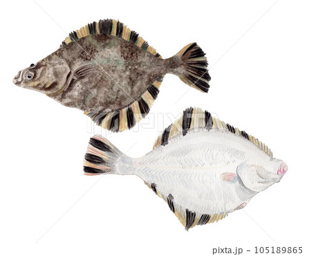 ヌマガレイの手描き水彩画 ヌマガレイの手描き水彩画 105189865