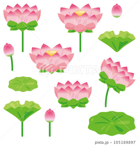 蓮の花セット 105189897