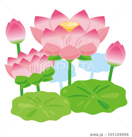 蓮の花2 105189898