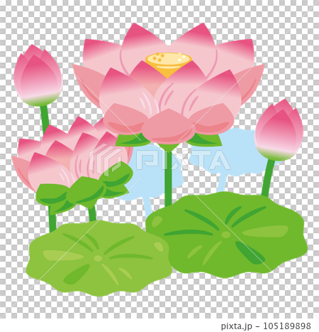 Lotus flower 2 105189898