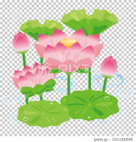 Lotus flower 1 Lotus flower 1 105189899