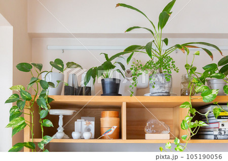 観葉植物の鉢植えが並んだナチュラルなインテリア 105190056