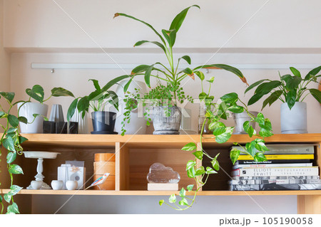 観葉植物の鉢植えが並んだナチュラルなインテリア 105190058