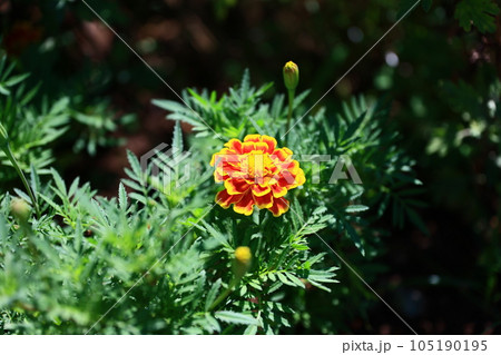 花 花 105190195
