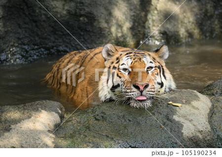 池で夏バテのアムールトラ 池で夏バテのアムールトラ 105190234