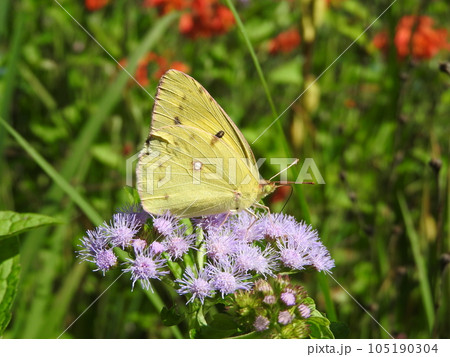 カッコウアザミに来たモンキチョウ 105190304