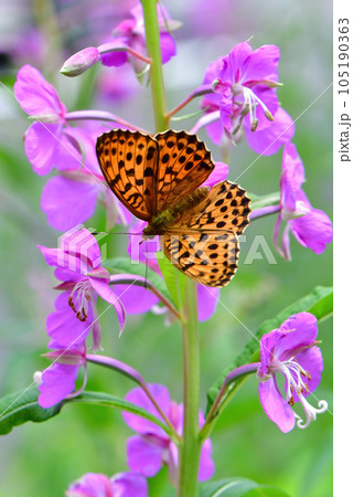初夏の高原ヤナギランやアザミの花に訪れるオレンジ色の色鮮やかチョウ、コヒョウモン 105190363