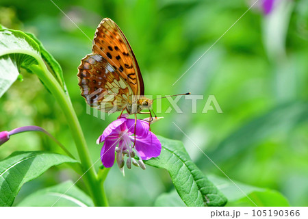 初夏の高原ヤナギランやアザミの花に訪れるオレンジ色の色鮮やかチョウ、コヒョウモン 105190366