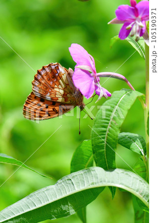 初夏の高原ヤナギランやアザミの花に訪れるオレンジ色の色鮮やかチョウ、コヒョウモン 105190371