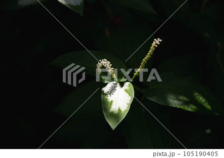 半夏生　白い葉っぱと花 105190405