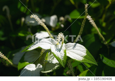 半夏生　白い葉っぱと花 105190406