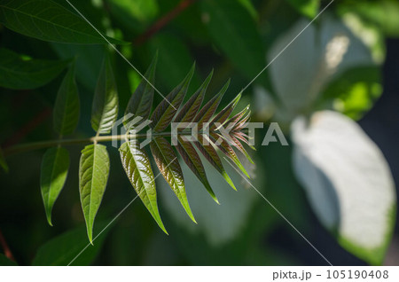 ハンゲショウの若芽 105190408