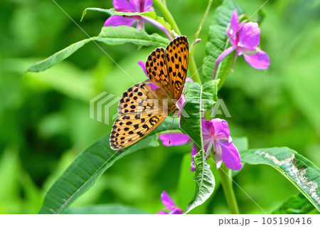 初夏の高原ヤナギランやアザミの花に訪れるオレンジ色の色鮮やかチョウ、コヒョウモン 初夏の高原ヤナギランやアザミの花に訪れるオレンジ色の色鮮やかチョウ、コヒョウモン 105190416