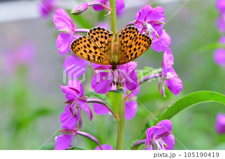 初夏の高原ヤナギランやアザミの花に訪れるオレンジ色の色鮮やかチョウ、コヒョウモン 初夏の高原ヤナギランやアザミの花に訪れるオレンジ色の色鮮やかチョウ、コヒョウモン 105190419