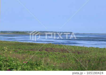 花菖蒲が咲く夏の野付半島 105190424