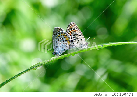 初夏の高原で見られる青い色が美しい、絶滅危惧種のチョウ、アサマシジミ 105190471