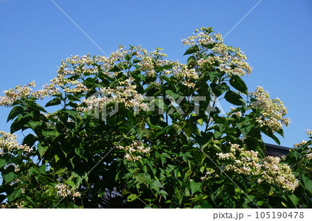 夏に咲く「クサギ」の花 夏に咲く「クサギ」の花 105190478