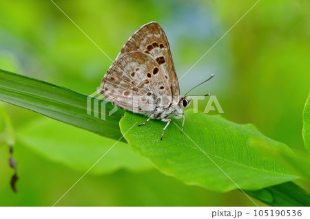 初夏の高原で見られる黒紫色をした美しいチョウ、クロシジミ 105190536