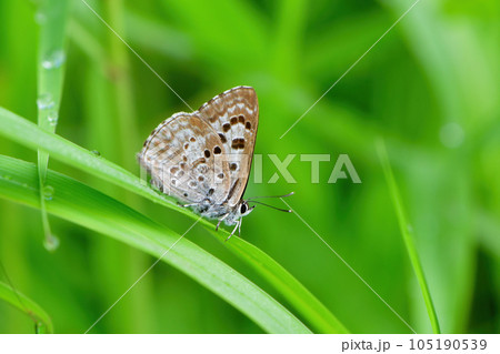 初夏の高原で見られる黒紫色をした美しいチョウ、クロシジミ 初夏の高原で見られる黒紫色をした美しいチョウ、クロシジミ 105190539