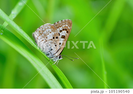 初夏の高原で見られる黒紫色をした美しいチョウ、クロシジミ 初夏の高原で見られる黒紫色をした美しいチョウ、クロシジミ 105190540