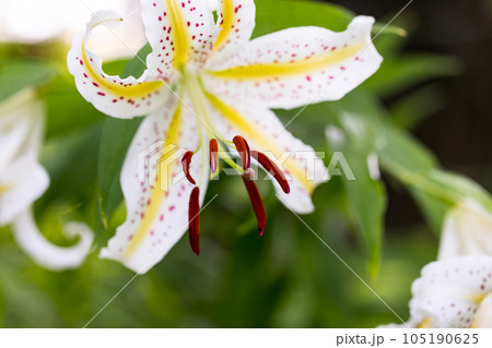 埼玉県嵐山町　菅谷館跡に咲く山百合 105190625