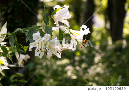 埼玉県嵐山町 菅谷館跡に咲く山百合 埼玉県嵐山町 菅谷館跡に咲く山百合 105190629