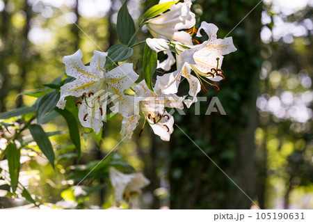 埼玉県嵐山町　菅谷館跡に咲く山百合 105190631