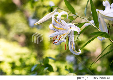 埼玉県嵐山町　菅谷館跡に咲く山百合 105190638