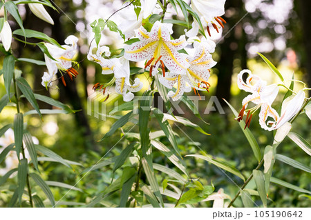 埼玉県嵐山町　菅谷館跡に咲く山百合 105190642