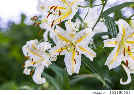 埼玉県嵐山町　菅谷館跡に咲く山百合 105190652