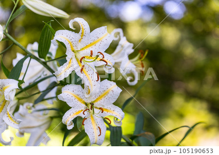 埼玉県嵐山町 菅谷館跡に咲く山百合 埼玉県嵐山町 菅谷館跡に咲く山百合 105190653