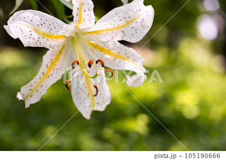 埼玉県嵐山町　菅谷館跡に咲く山百合 105190666