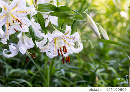 埼玉県嵐山町 菅谷館跡に咲く山百合 埼玉県嵐山町 菅谷館跡に咲く山百合 105190669