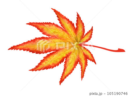 Watercolor illustration of autumn Japanese maple leaves for harvest, maple admiration, Halloween, birthday, red leaf hunting, momiji-gari. Watercolor illustration of autumn Japanese maple leaves for harvest, maple admiration, Halloween, birthday, red leaf hunting, momiji-gari. 105190746