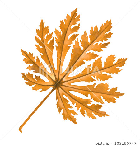 Watercolor illustration of autumn Japanese maple leaves for harvest, maple admiration, Halloween, birthday, red leaf hunting, momiji-gari. Watercolor illustration of autumn Japanese maple leaves for harvest, maple admiration, Halloween, birthday, red leaf hunting, momiji-gari. 105190747