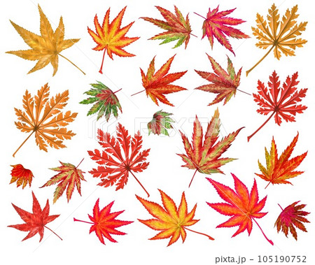 Watercolor illustration of autumn Japanese maple leaves for harvest, maple admiration, Halloween, birthday, red leaf hunting, momiji-gari. Watercolor illustration of autumn Japanese maple leaves for harvest, maple admiration, Halloween, birthday, red leaf hunting, momiji-gari. 105190752