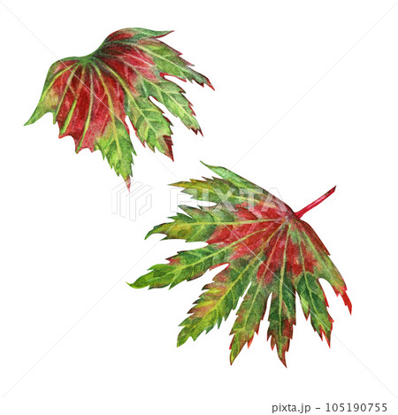 Watercolor illustration of autumn Japanese maple leaves for harvest, maple admiration, Halloween, birthday, red leaf hunting, momiji-gari. Watercolor illustration of autumn Japanese maple leaves for harvest, maple admiration, Halloween, birthday, red leaf hunting, momiji-gari. 105190755