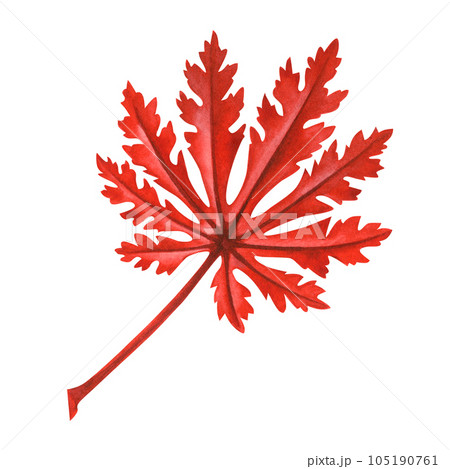 Watercolor illustration of autumn Japanese maple leaves for harvest, maple admiration, Halloween, birthday, red leaf hunting, momiji-gari. Watercolor illustration of autumn Japanese maple leaves for harvest, maple admiration, Halloween, birthday, red leaf hunting, momiji-gari. 105190761