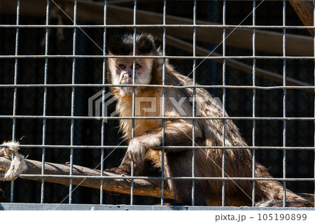The monkey sits in a cage of the zoo 105190899