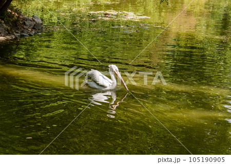 White pelican on the lake close up White pelican on the lake close up 105190905
