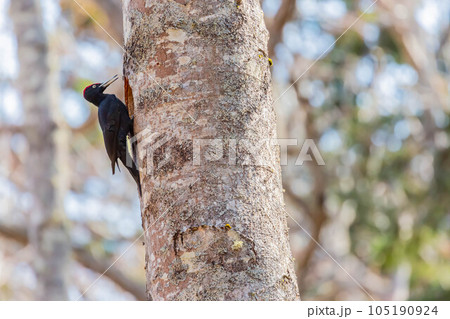 クマゲラ 105190924