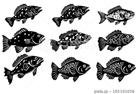 set bundle of grouper fish vector, grouper fish illustration icon. 105191056
