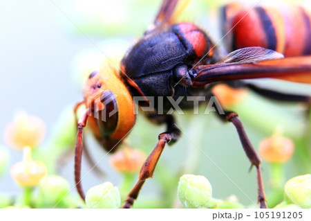 ヒメスズメバチ 105191205