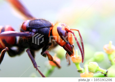 ヒメスズメバチ 105191206