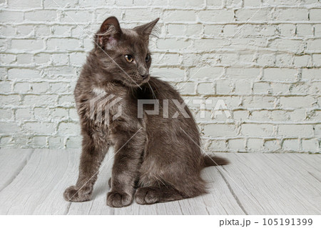 Beautiful gray cat on a brick wall background Beautiful gray cat on a brick wall background 105191399