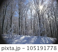 雪山の林 105191778
