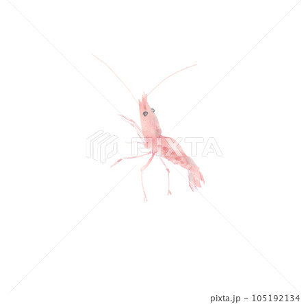 左上を向くエビ 105192134