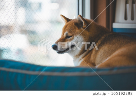 窓の外を見る柴犬 窓の外を見る柴犬 105192298