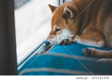 リラックスしている柴犬の写真素材 [105192309] - PIXTA