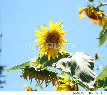 青空に映えるひまわり 青空に映えるひまわり 105192316